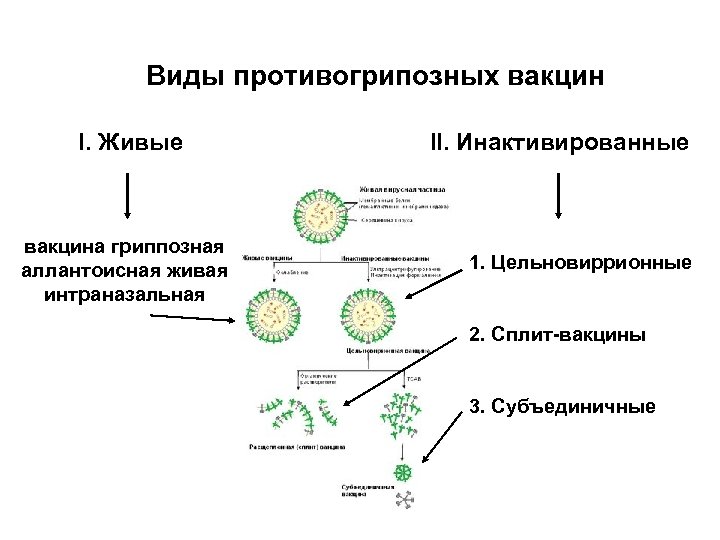 Виды противогрипозных вакцин I. Живые вакцина гриппозная аллантоисная живая интраназальная II. Инактивированные 1. Цельновиррионные