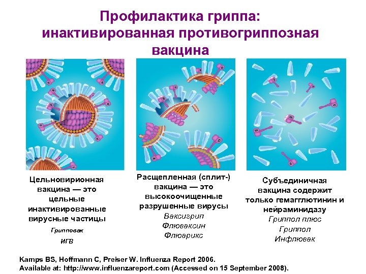 Профилактика гриппа: инактивированная противогриппозная вакцина Цельновирионная вакцина — это цельные инактивированные вирусные частицы Грипповак