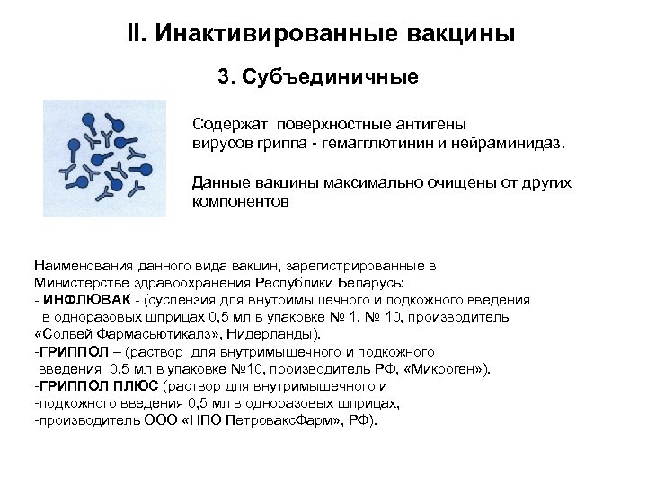 II. Инактивированные вакцины 3. Субъединичные Содержат поверхностные антигены вирусов гриппа - гемагглютинин и нейраминидаз.