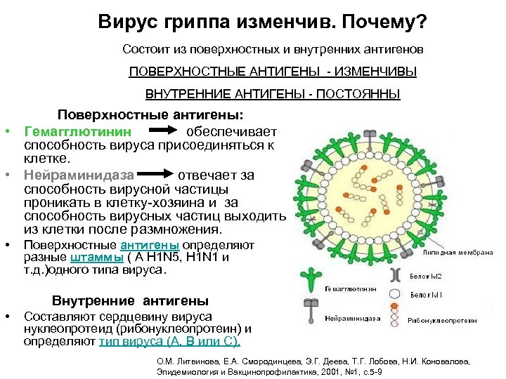 Вирус гриппа изменчив. Почему? Состоит из поверхностных и внутренних антигенов ПОВЕРХНОСТНЫЕ АНТИГЕНЫ - ИЗМЕНЧИВЫ