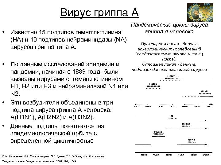 Вирус гриппа А • Известно 15 подтипов гемагглютинина (НА) и 10 подтипов нейраминидазы (NA)