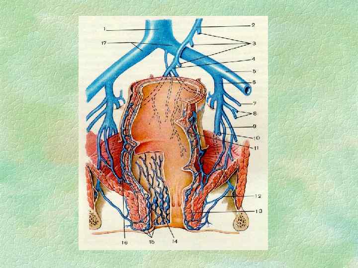 Органы малого таза у мужчин анатомия фото с названиями