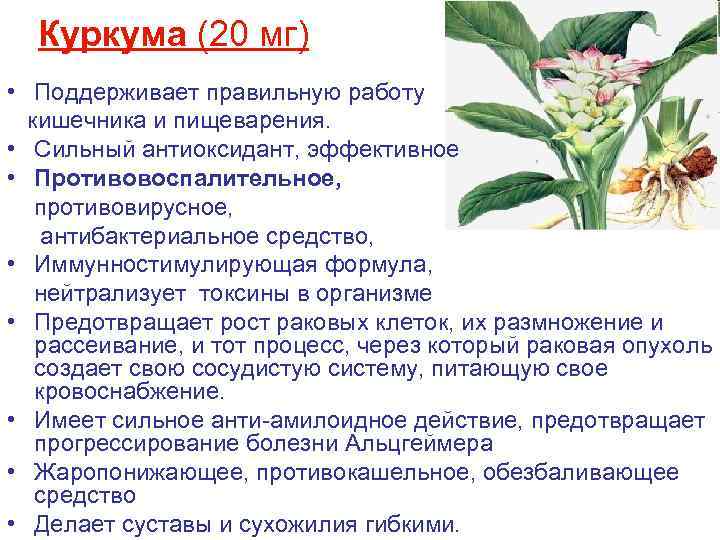Куркума (20 мг) • Поддерживает правильную работу кишечника и пищеварения. • Сильный антиоксидант, эффективное
