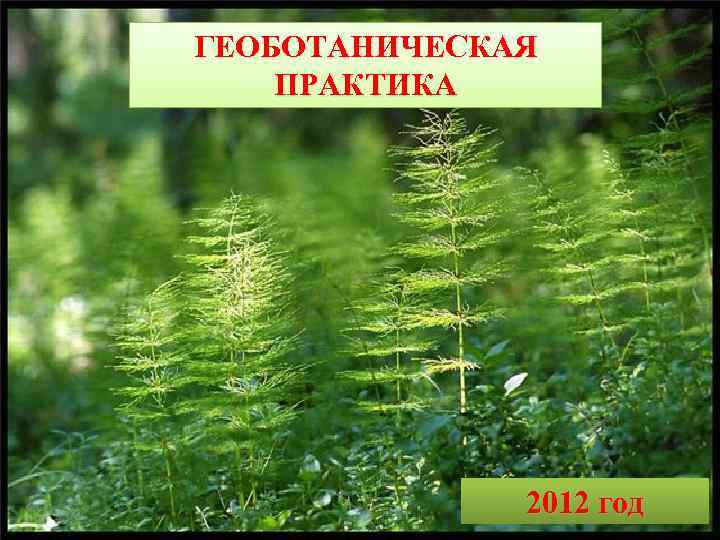 ГЕОБОТАНИЧЕСКАЯ ПРАКТИКА 2012 год 