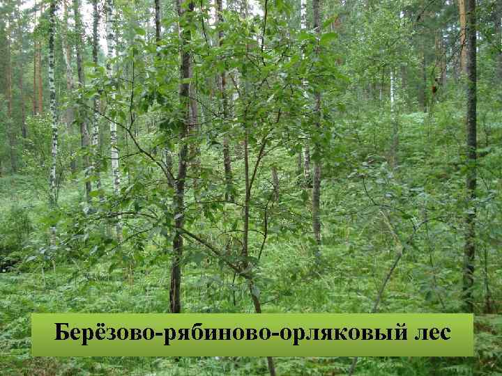 Берёзово-рябиново-орляковый лес 