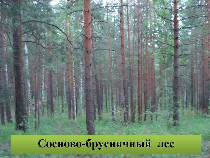 Сосново-брусничный лес 