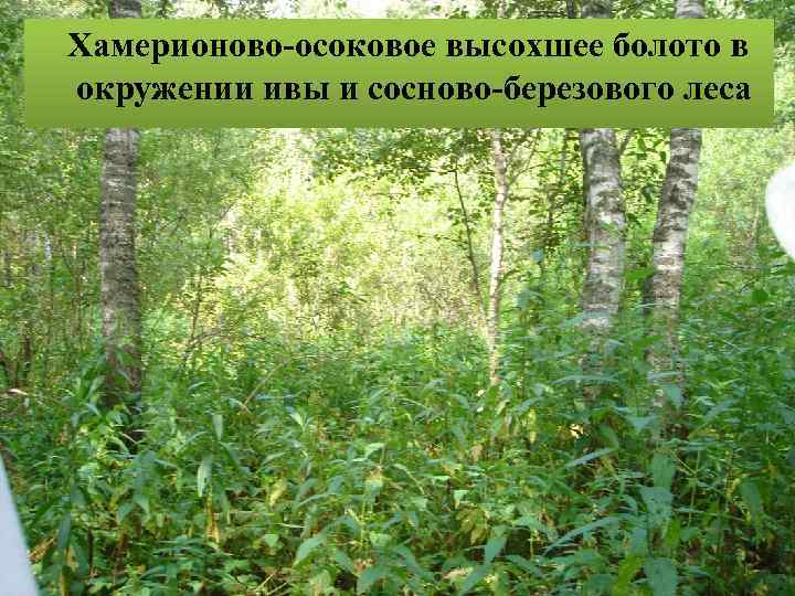 Хамерионово-осоковое высохшее болото в окружении ивы и сосново-березового леса 