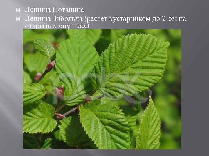  Лещина Потанина Лещина Зибольда (растет кустарником до 2 -5 м на открытых опушках)