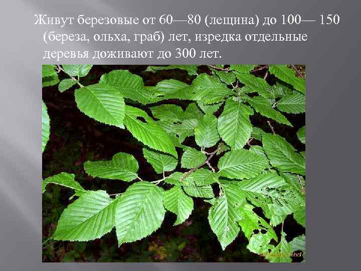 Живут березовые от 60— 80 (лещина) до 100— 150 (береза, ольха, граб) лет, изредка