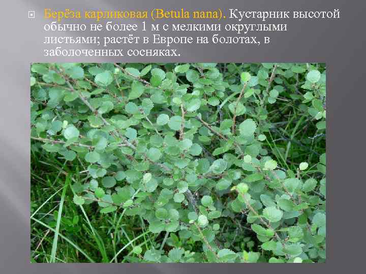  Берёза карликовая (Betula nana). Кустарник высотой обычно не более 1 м с мелкими