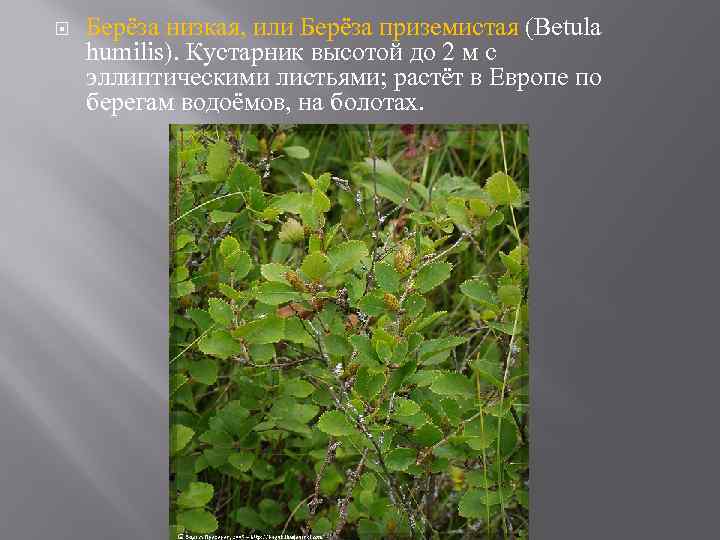 Береза приземистая. Береза приземистая Betula humilis. Береза приземистая (лат. Betula humilis). Берёза приземистая красная книга. Кустарник береза низкая.