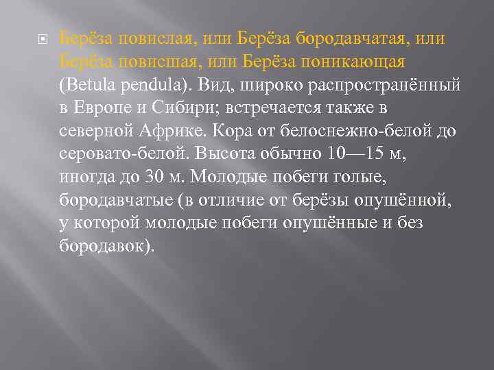  Берёза повислая, или Берёза бородавчатая, или Берёза повисшая, или Берёза поникающая (Betula pendula).
