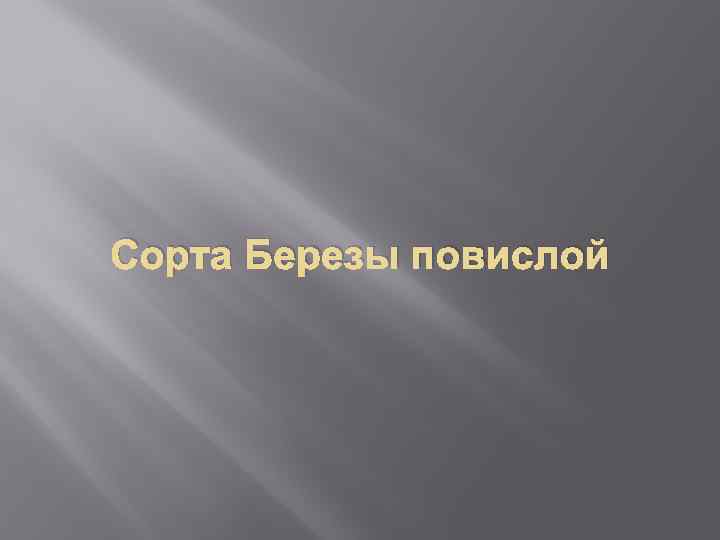 Сорта Березы повислой 