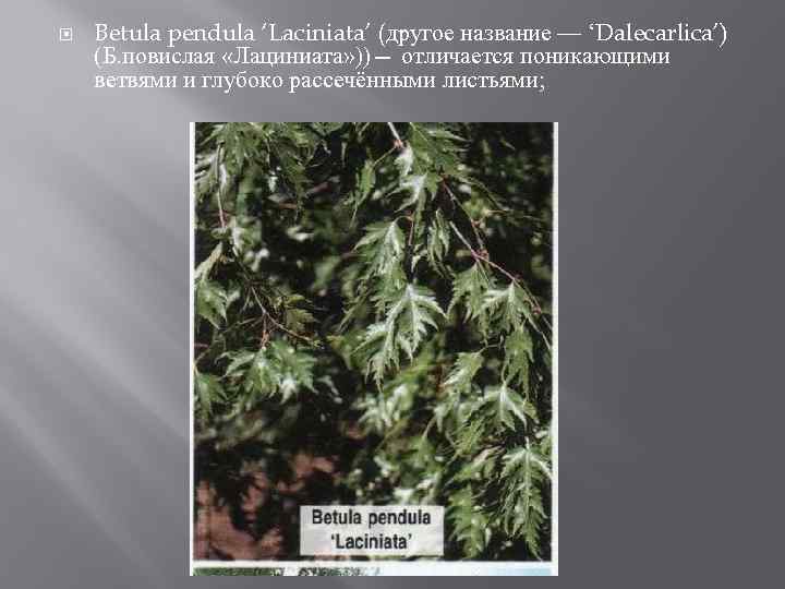  Betula pendula ‘Laciniata’ (другое название — ‘Dalecarlica’) (Б. повислая «Лациниата» ))— отличается поникающими
