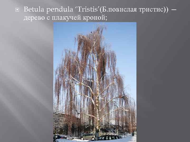  Betula pendula ‘Tristis’(Б. повислая тристис)) — дерево с плакучей кроной; 