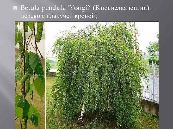  Betula pendula ‘Yongii’ (Б. повислая юнгии)— дерево с плакучей кроной; 