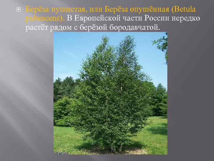  Берёза пушистая, или Берёза опушённая (Betula pubescens). В Европейской части России нередко растёт