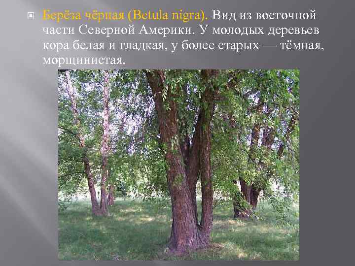  Берёза чёрная (Betula nigra). Вид из восточной части Северной Америки. У молодых деревьев