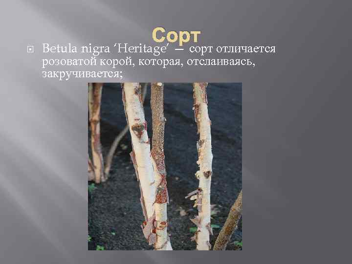 Сорт Betula nigra ‘Heritage’ — сорт отличается розоватой корой, которая, отслаиваясь, закручивается; 
