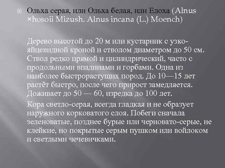  Ольха серая, или Ольха белая, или Елоха (Alnus ×hosoii Mizush. Alnus incana (L.
