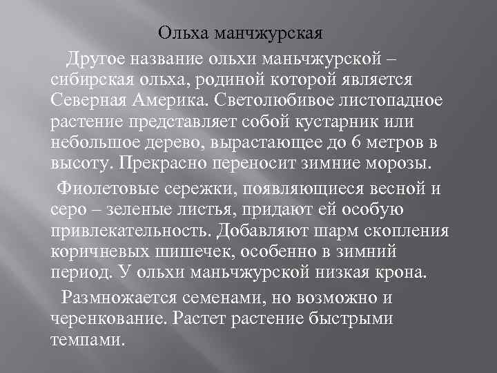 Ольха манчжурская Другое название ольхи маньчжурской – сибирская ольха, родиной которой является Северная Америка.