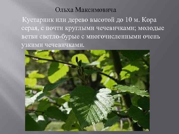 Ольха Максимовича Кустарник или дерево высотой до 10 м. Кора серая, с почти круглыми