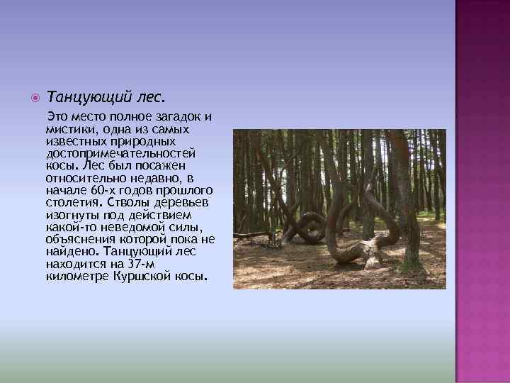  Танцующий лес. Это место полное загадок и мистики, одна из самых известных природных