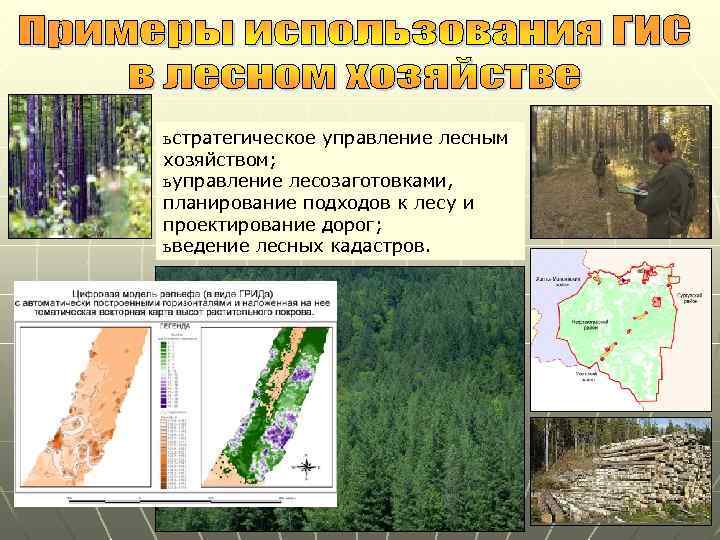 ь стратегическое управление лесным хозяйством; ь управление лесозаготовками, планирование подходов к лесу и проектирование