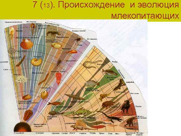 7 (13). Происхождение и эволюция млекопитающих 
