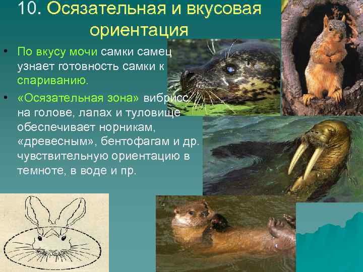 10. Осязательная и вкусовая ориентация • По вкусу мочи самки самец узнает готовность самки