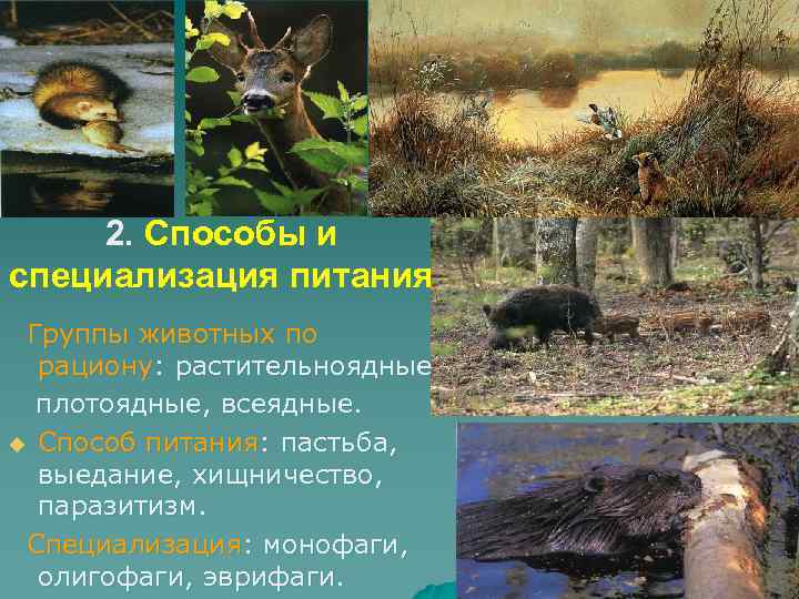 2. Способы и специализация питания Группы животных по рациону: растительноядные плотоядные, всеядные. u Способ