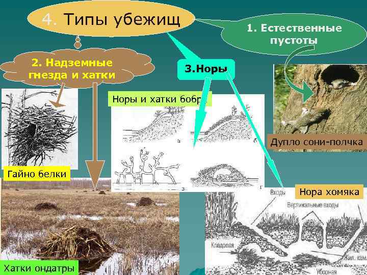 4. Типы убежищ 2. Надземные гнезда и хатки 1. Естественные пустоты 3. Норы и