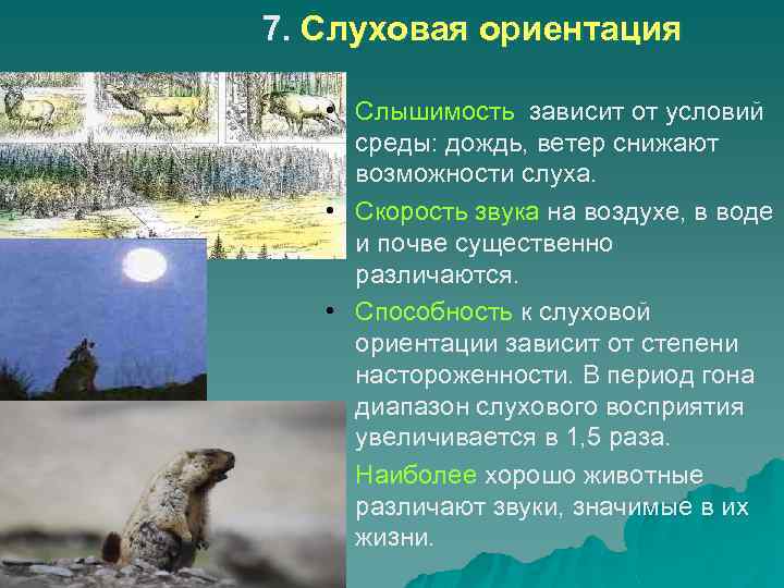 7. Слуховая ориентация • Слышимость зависит от условий среды: дождь, ветер снижают возможности слуха.