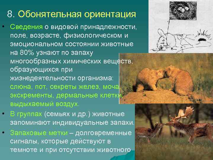 8. Обонятельная ориентация • Сведения о видовой принадлежности, поле, возрасте, физиологическом и эмоциональном состоянии