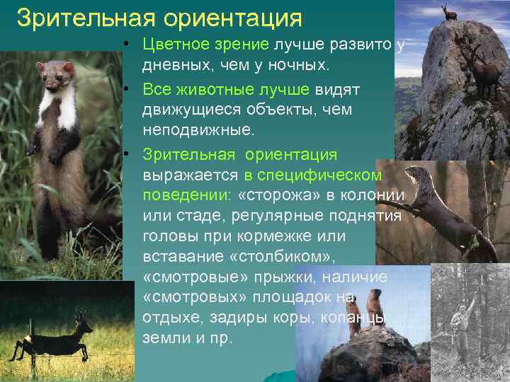 Зрительная ориентация • Цветное зрение лучше развито у дневных, чем у ночных. • Все