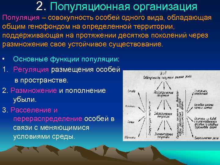 2. Популяционная организация Популяция – совокупность особей одного вида, обладающая общим генофондом на определенной