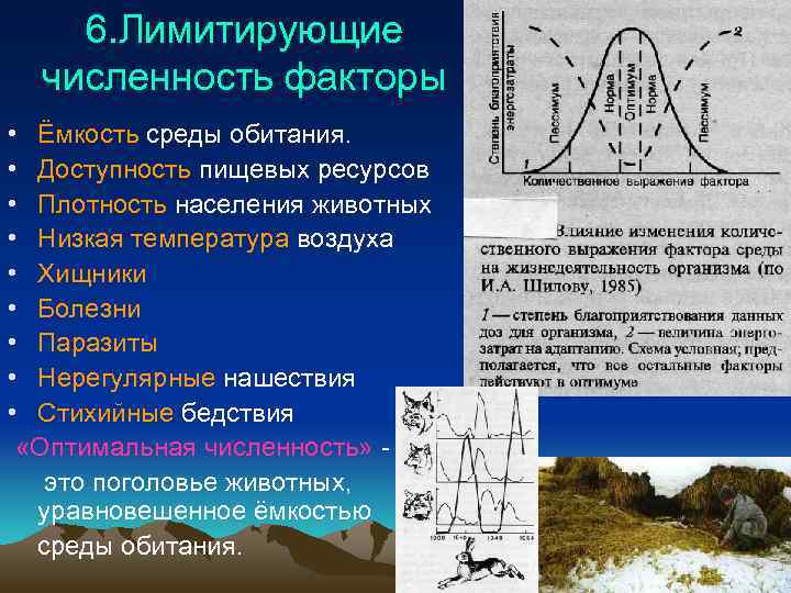 6. Лимитирующие численность факторы • Ёмкость среды обитания. • Доступность пищевых ресурсов • Плотность
