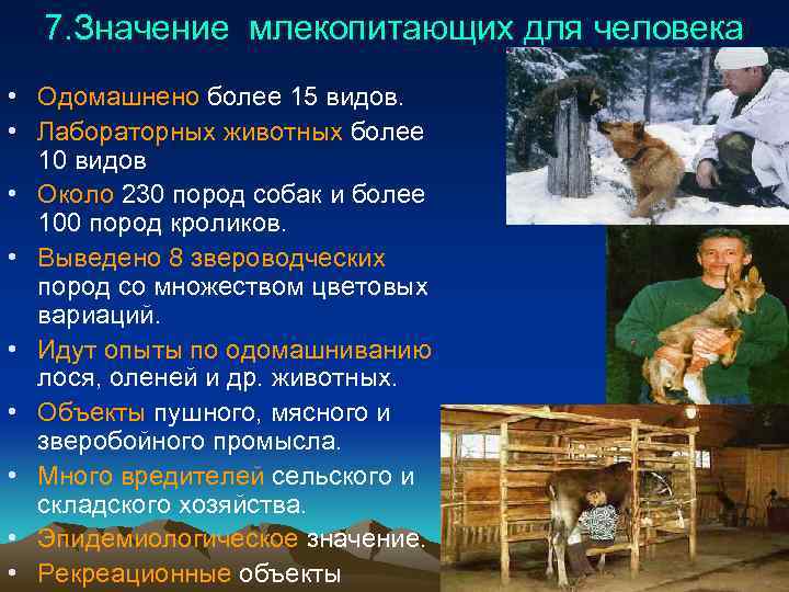 7. Значение млекопитающих для человека • Одомашнено более 15 видов. • Лабораторных животных более