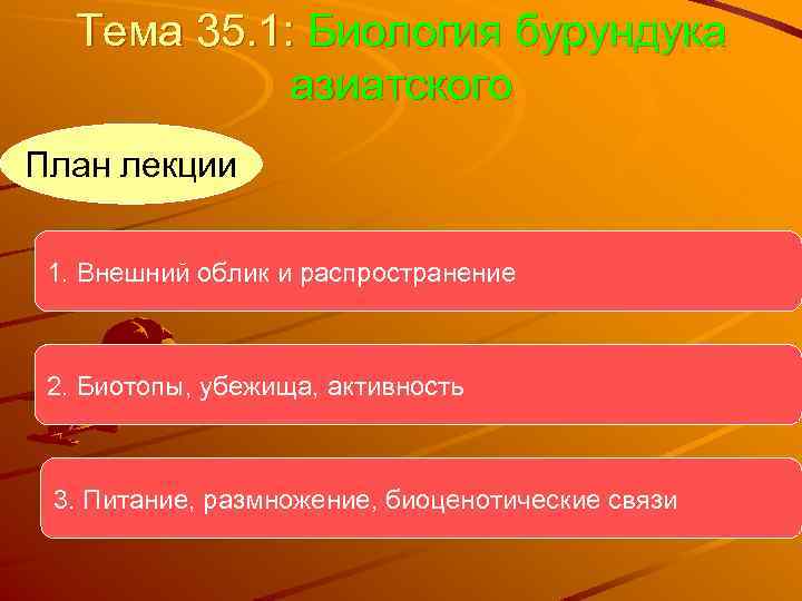 Тема 35. 1: Биология бурундука азиатского План лекции 1. Внешний облик и распространение 2.