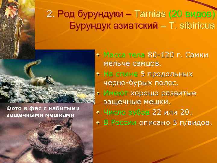 2. Род бурундуки – Tamias (20 видов) Бурундук азиатский – T. sibiricus Фото в