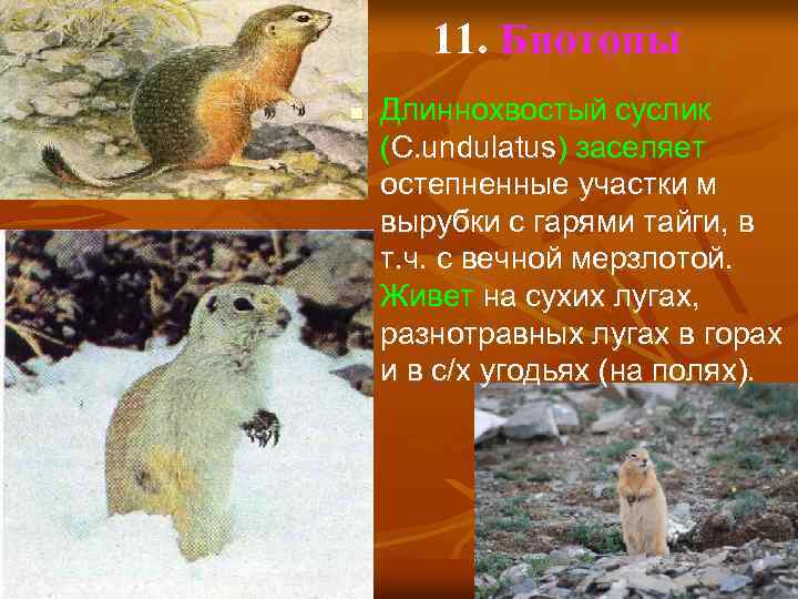 11. Биотопы n Длиннохвостый суслик (C. undulatus) заселяет остепненные участки м вырубки с гарями