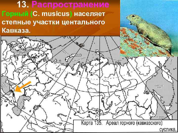 13. Распространение Горный (С. musicus) населяет степные участки центального Кавказа. 