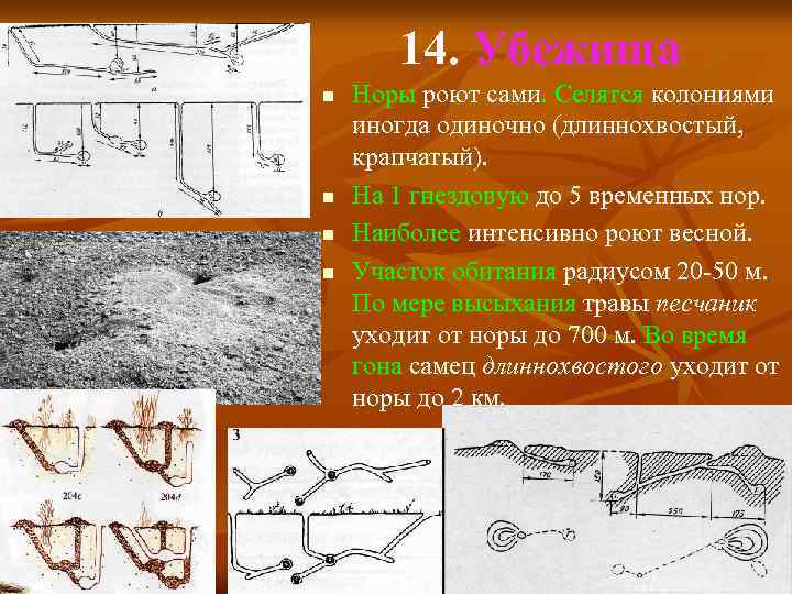 14. Убежища n n Норы роют сами. Селятся колониями иногда одиночно (длиннохвостый, крапчатый). На