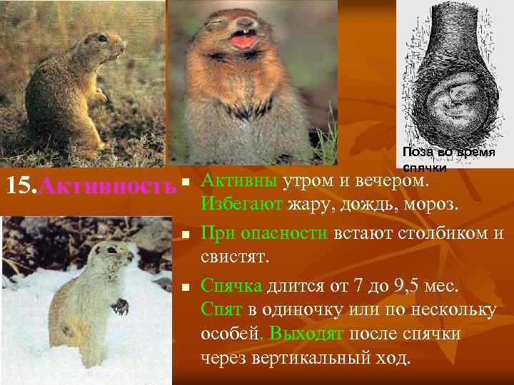 15. Активность n n n Поза во время спячки Активны утром и вечером. Избегают