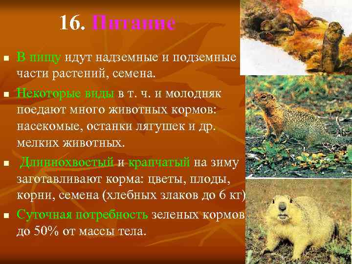 16. Питание n n В пищу идут надземные и подземные части растений, семена. Некоторые