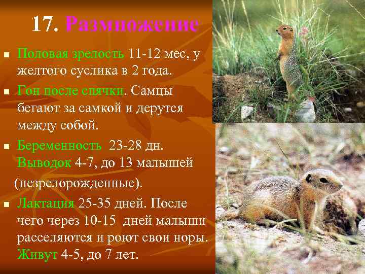 17. Размножение Половая зрелость 11 -12 мес, у желтого суслика в 2 года. n