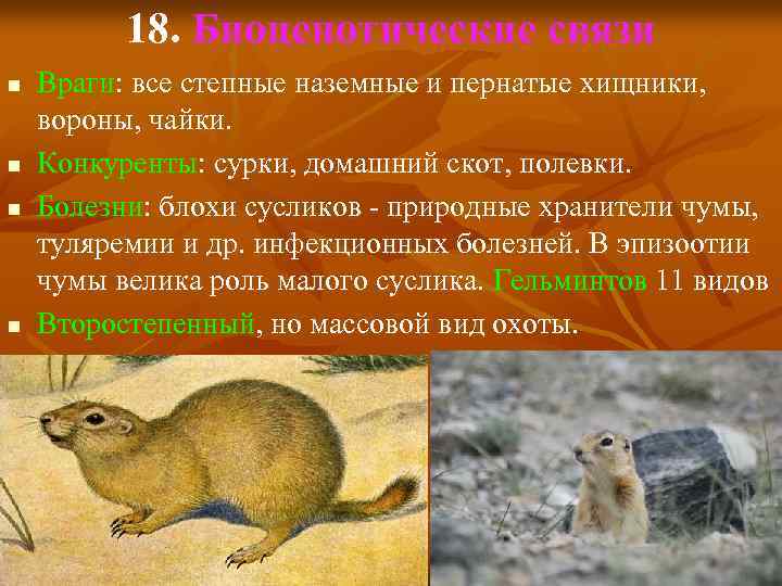 18. Биоценотические связи n n Враги: все степные наземные и пернатые хищники, вороны, чайки.