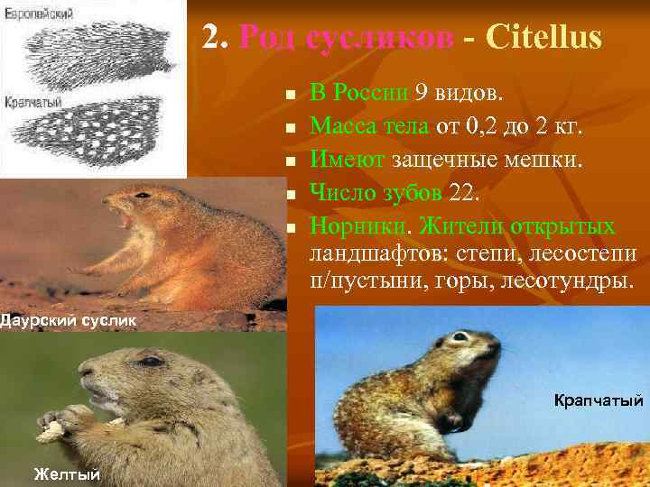2. Род сусликов - Citellus n n n В России 9 видов. Масса тела
