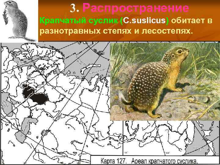 3. Распространение Крапчатый суслик (С. suslicus) обитает в разнотравных степях и лесостепях. 