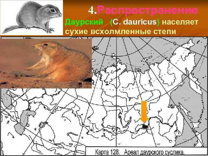 4. Распространение Даурский (C. dauricus) населяет сухие всхолмленные степи 